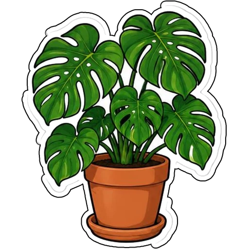 A monstera plant in a terracotta pot