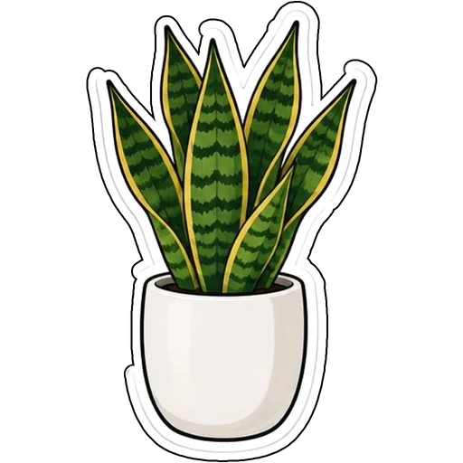 A snake plant in a white ceramic pot