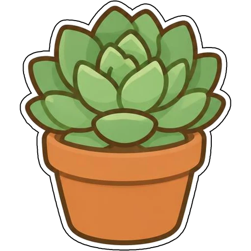 An echeveria rosette in a terracotta pot